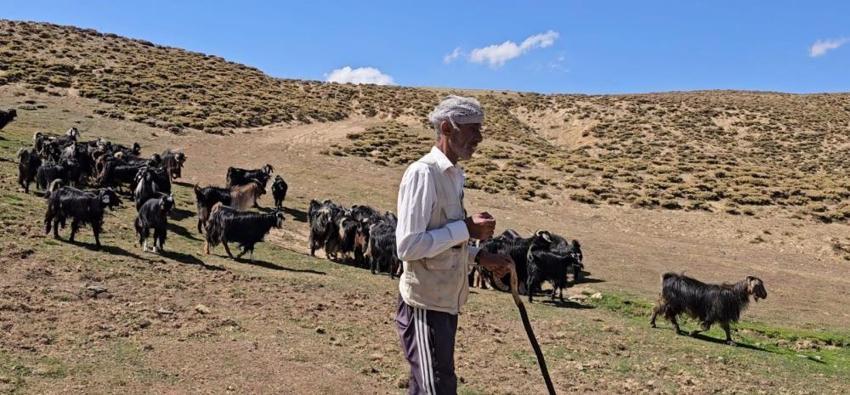 Bursa'daki geçim sıkıntısından kaçıp köyüne döndü: 2 bin 500 rakımda hayatını yeniden kurdu!