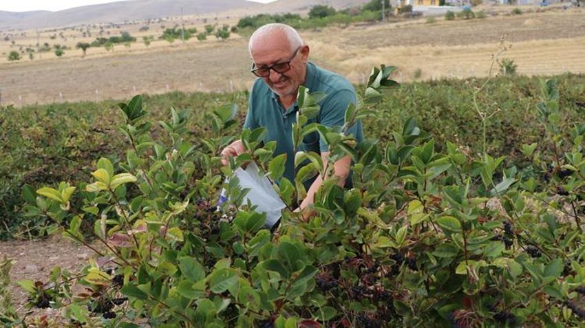 Kardeşinin tavsiyesiyle Kayseri'de başladı! 4 yıldır yetiştiriyor ama alıcı bulamıyor