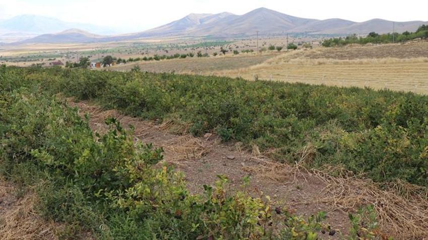 Kardeşinin tavsiyesiyle Kayseri'de başladı! 4 yıldır yetiştiriyor ama alıcı bulamıyor