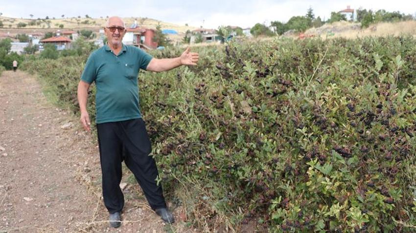 Kardeşinin tavsiyesiyle Kayseri'de başladı! 4 yıldır yetiştiriyor ama alıcı bulamıyor