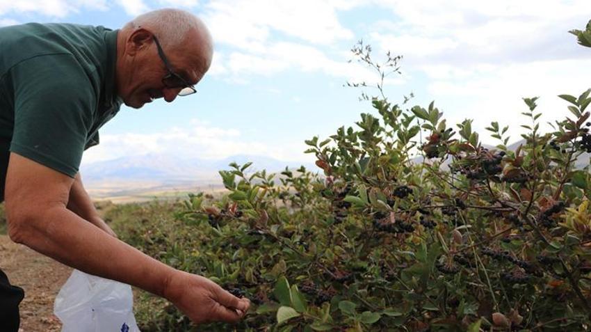 Kardeşinin tavsiyesiyle Kayseri'de başladı! 4 yıldır yetiştiriyor ama alıcı bulamıyor