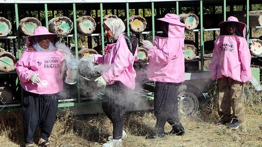 Artos Dağı'nın 'pembe maskeli' kadın arıcılarından rekor hasat: Kara kovan balında yüzler gülüyor!