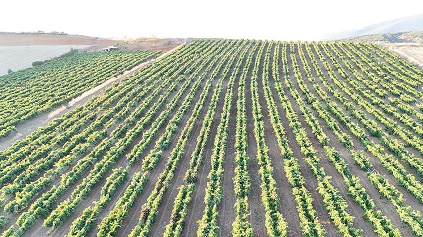 Isparta’da köyün kaderini değiştiren üretim! Yıllarca göç verdiler, şimdi geri dönüyorlar