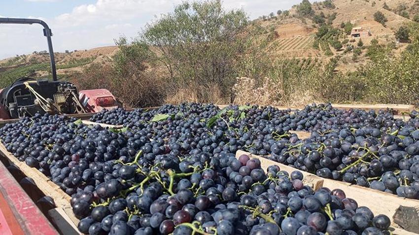 Isparta’da köyün kaderini değiştiren üretim! Yıllarca göç verdiler, şimdi geri dönüyorlar