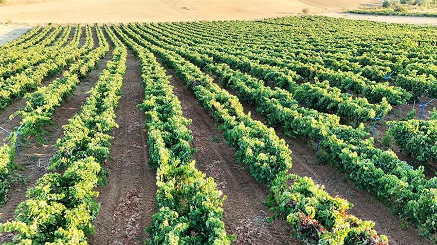 Isparta’da köyün kaderini değiştiren üretim! Yıllarca göç verdiler, şimdi geri dönüyorlar
