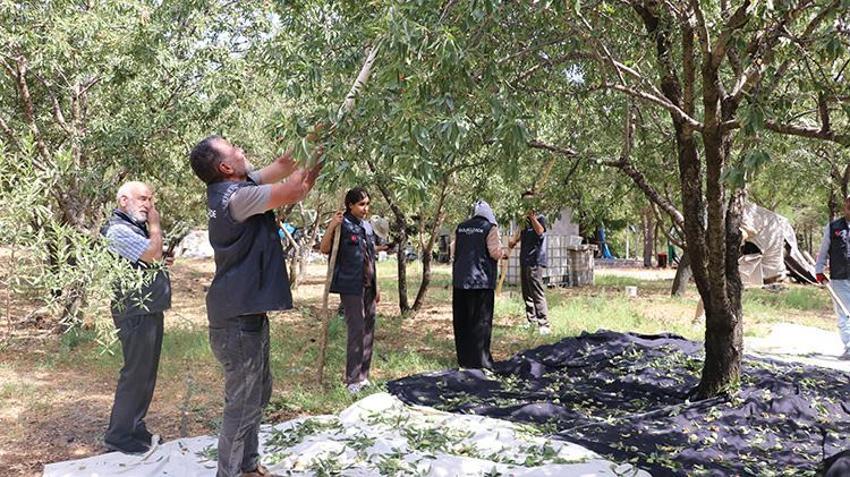 Gaziantep'te taşlık araziden cennete dönüştü: Dünyanın dört bir yanından geldiler! Orman vasfını yitirmiş alan, 7 bin fideyle verimli bir üretim merkezine dönüştü!