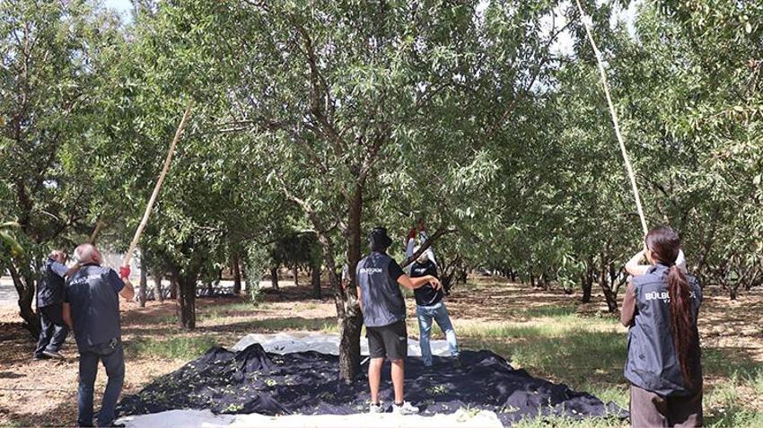 Gaziantep'te taşlık araziden cennete dönüştü: Dünyanın dört bir yanından geldiler! Orman vasfını yitirmiş alan, 7 bin fideyle verimli bir üretim merkezine dönüştü!