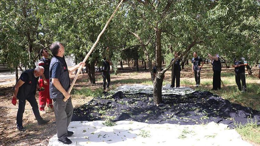 Gaziantep'te taşlık araziden cennete dönüştü: Dünyanın dört bir yanından geldiler! Orman vasfını yitirmiş alan, 7 bin fideyle verimli bir üretim merkezine dönüştü!