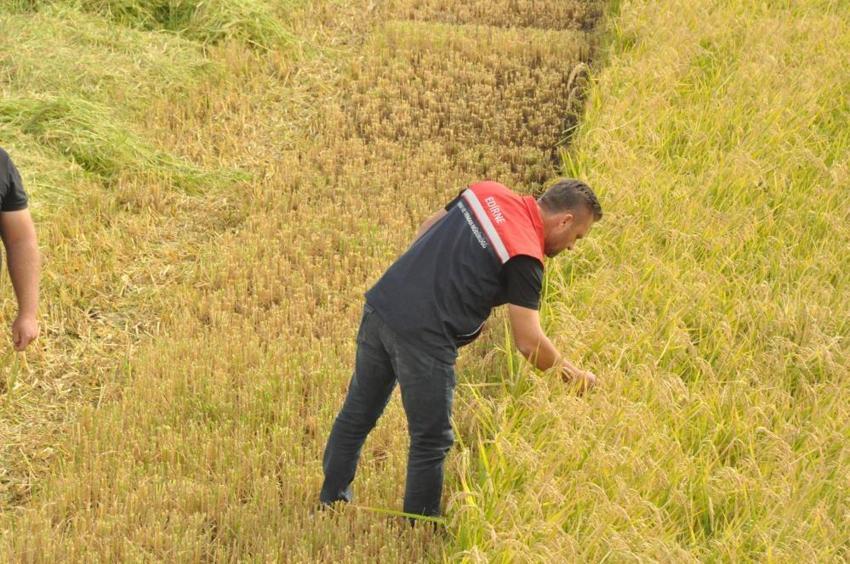 Edirne’de hasat başladı! Üreticinin gözü şimdi açıklanacak fiyatta