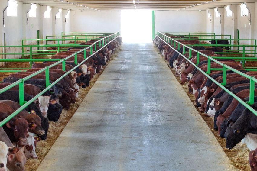 30 yıllık geleneksel besiciliğini devlet desteğiyle 350 baş kapasiteli modern tesise taşıdı
