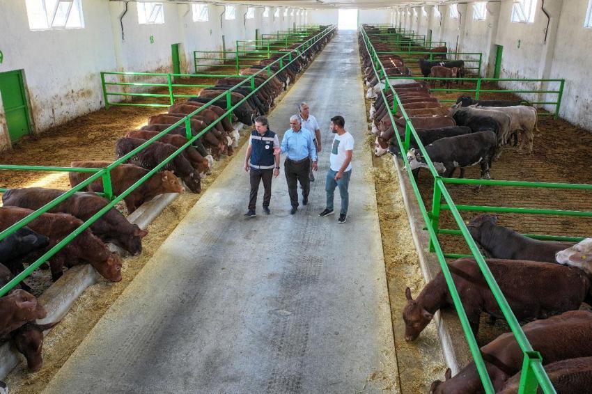 30 yıllık geleneksel besiciliğini devlet desteğiyle 350 baş kapasiteli modern tesise taşıdı