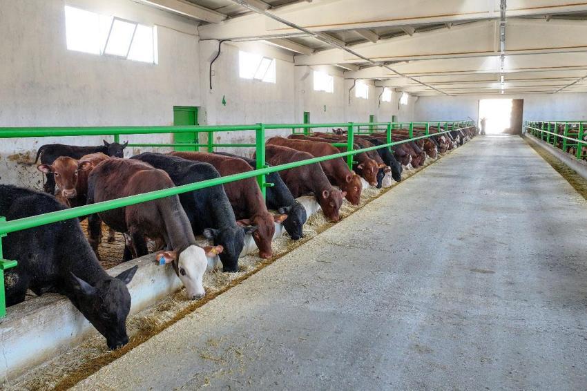 30 yıllık geleneksel besiciliğini devlet desteğiyle 350 baş kapasiteli modern tesise taşıdı