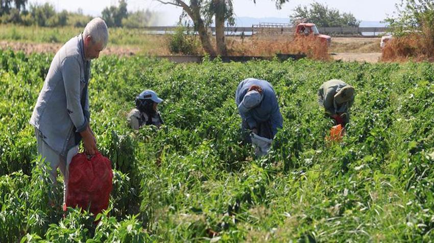 Hatay'da hasat devam ediyor! Çiftçi fiyat farkına dikkat çekti: Tarlada 20 TL, manavda 100 TL