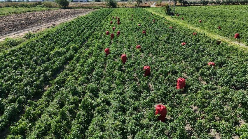 Hatay'da hasat devam ediyor! Çiftçi fiyat farkına dikkat çekti: Tarlada 20 TL, manavda 100 TL