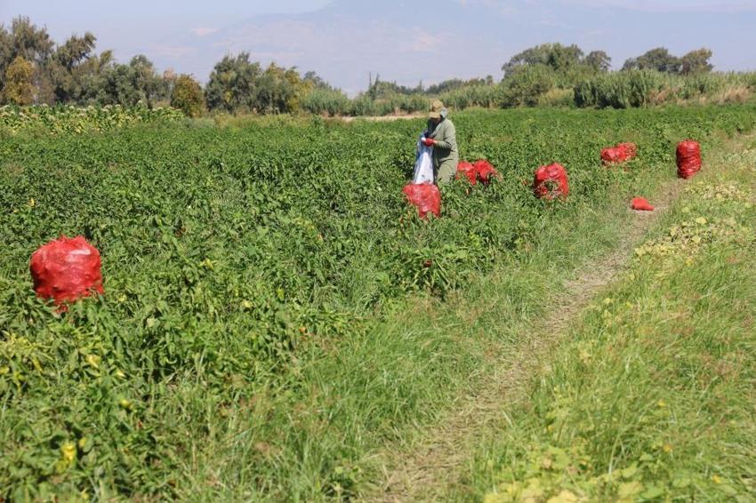 Hatay'da hasat devam ediyor! Çiftçi fiyat farkına dikkat çekti: Tarlada 20 TL, manavda 100 TL