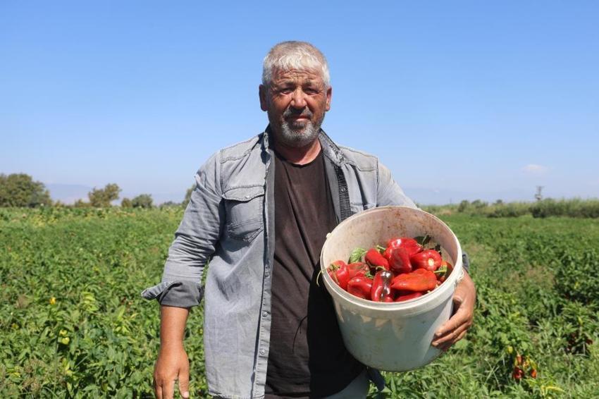 Hatay'da hasat devam ediyor! Çiftçi fiyat farkına dikkat çekti: Tarlada 20 TL, manavda 100 TL