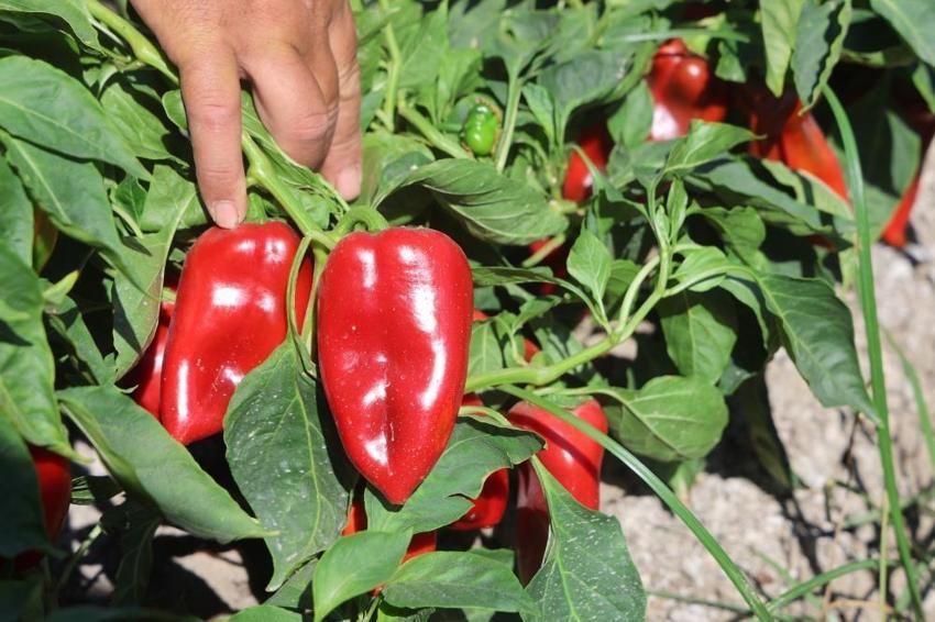 Hatay'da hasat devam ediyor! Çiftçi fiyat farkına dikkat çekti: Tarlada 20 TL, manavda 100 TL