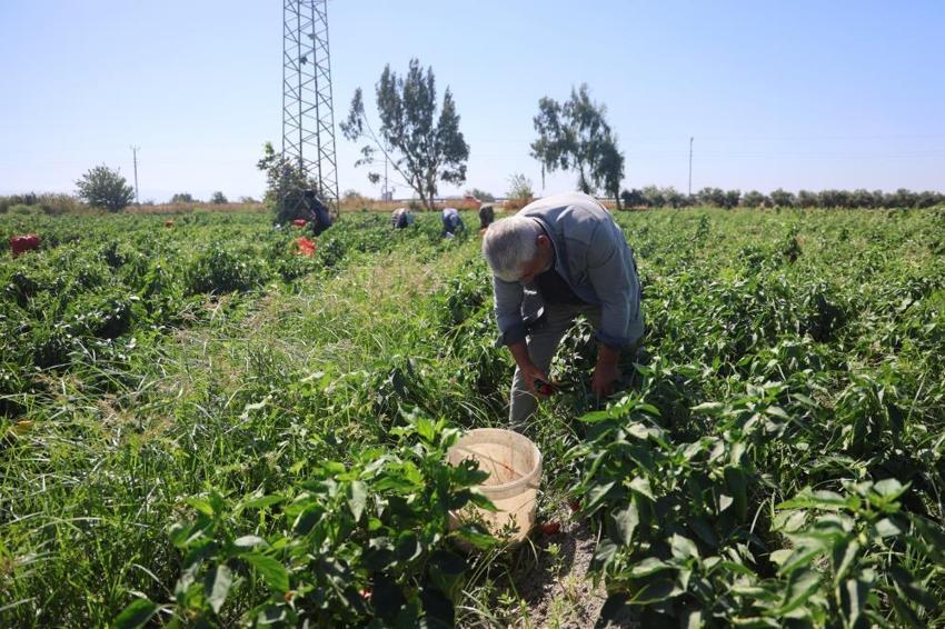 Hatay'da hasat devam ediyor! Çiftçi fiyat farkına dikkat çekti: Tarlada 20 TL, manavda 100 TL