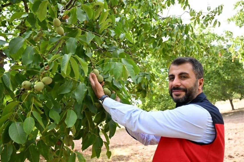 AB onaylı cevizin hasadı Kahramanmaraş'ta başladı
