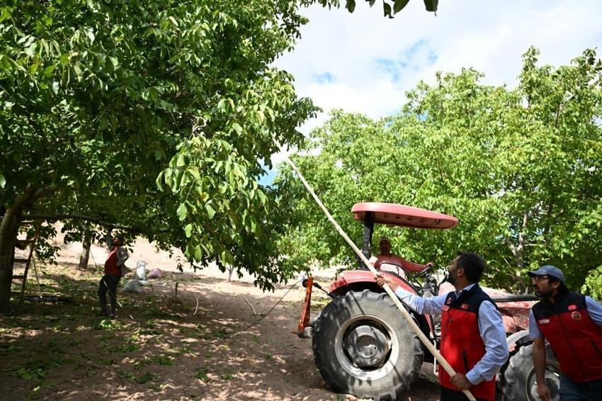 AB onaylı cevizin hasadı Kahramanmaraş'ta başladı