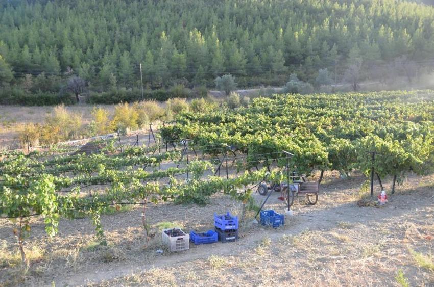 Antalya'da mesai başladı: Kilosu 500 liraya satılıyor