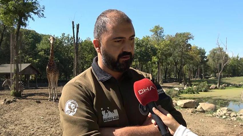 Bursa'daki hayvanat bahçesinde doğduğu tesadüfen öğrenilen zebra yavrusu 'Jason', ilgi odağı oldu