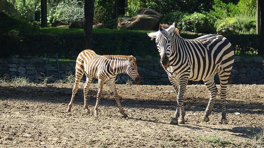 Bursa'daki hayvanat bahçesinde doğduğu tesadüfen öğrenilen zebra yavrusu 'Jason', ilgi odağı oldu