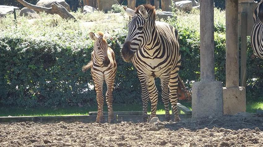 Bursa'daki hayvanat bahçesinde doğduğu tesadüfen öğrenilen zebra yavrusu 'Jason', ilgi odağı oldu