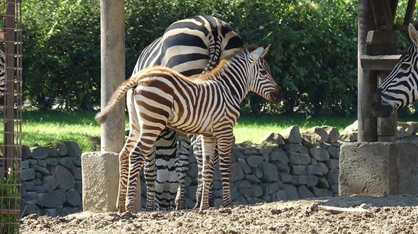 Bursa'daki hayvanat bahçesinde doğduğu tesadüfen öğrenilen zebra yavrusu 'Jason', ilgi odağı oldu