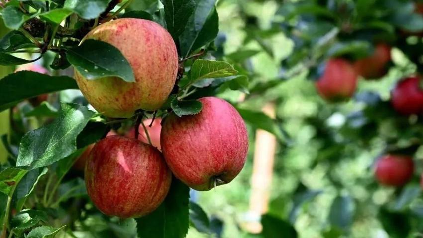 Toroslarda elma hasadında fiyat korkusu: 10 liraya kadar düşebilir