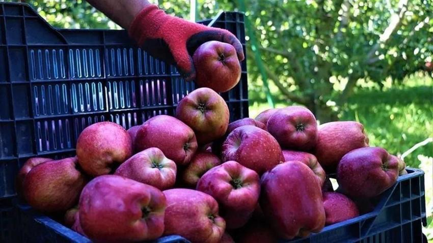 Toroslarda elma hasadında fiyat korkusu: 10 liraya kadar düşebilir