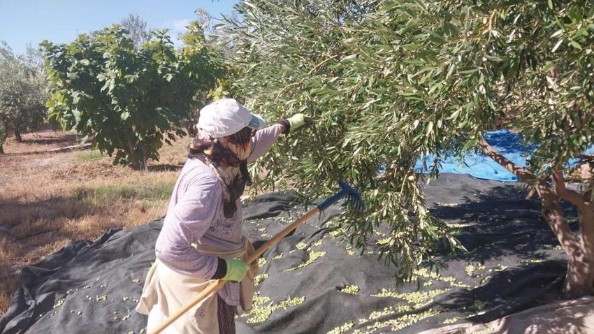 Mersin Mut'ta 13 milyon ağacın bulunduğu bahçelerde hasat başladı: Rekolte yüksek, fiyatlar 10 ile 60 TL arasında değişiyor!