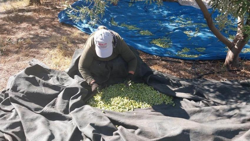 Mersin Mut'ta 13 milyon ağacın bulunduğu bahçelerde hasat başladı: Rekolte yüksek, fiyatlar 10 ile 60 TL arasında değişiyor!