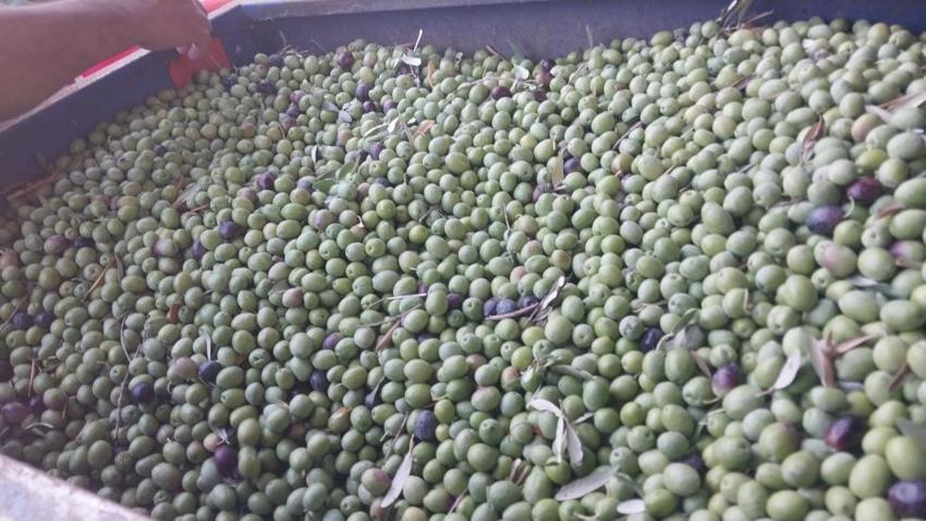 Mersin Mut'ta 13 milyon ağacın bulunduğu bahçelerde hasat başladı: Rekolte yüksek, fiyatlar 10 ile 60 TL arasında değişiyor!