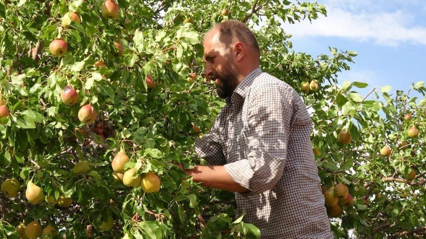 Malatya'da bin 800 rakımda yetişiyor: Altın değerinde hasat başladı, Fiyatı 50 liradan alıcı buluyor!