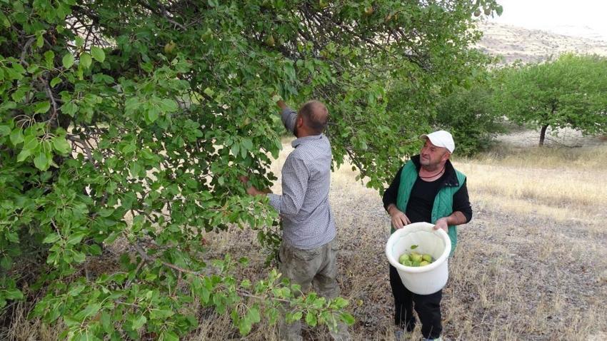 Malatya'da bin 800 rakımda yetişiyor: Altın değerinde hasat başladı, Fiyatı 50 liradan alıcı buluyor!
