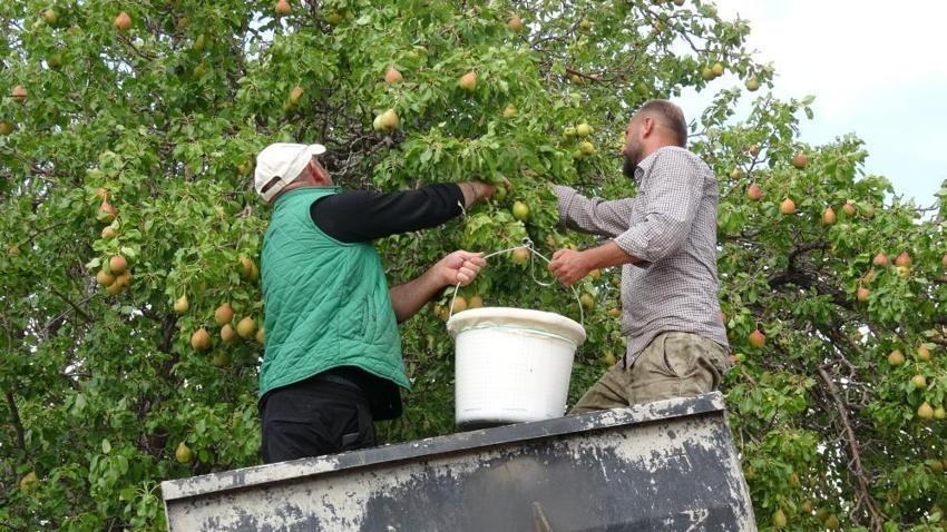 Malatya'da bin 800 rakımda yetişiyor: Altın değerinde hasat başladı, Fiyatı 50 liradan alıcı buluyor!