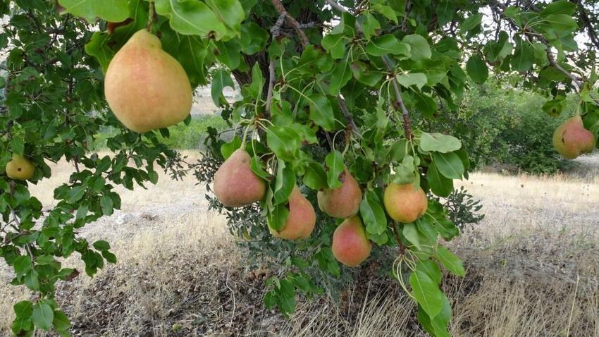Malatya'da bin 800 rakımda yetişiyor: Altın değerinde hasat başladı, Fiyatı 50 liradan alıcı buluyor!