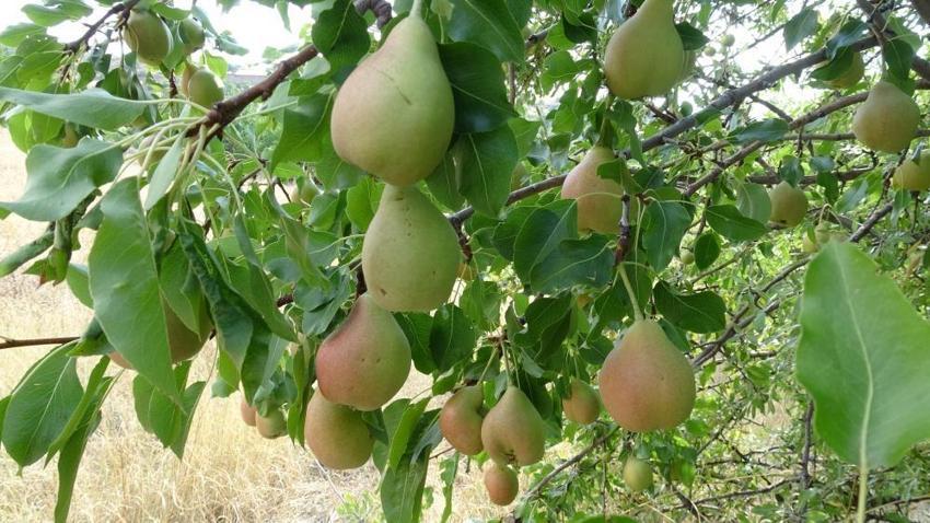 Malatya'da bin 800 rakımda yetişiyor: Altın değerinde hasat başladı, Fiyatı 50 liradan alıcı buluyor!