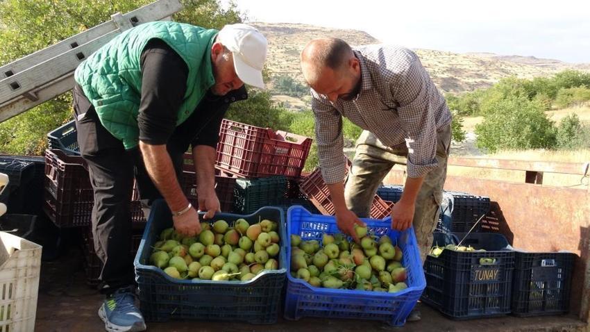 Malatya'da bin 800 rakımda yetişiyor: Altın değerinde hasat başladı, Fiyatı 50 liradan alıcı buluyor!