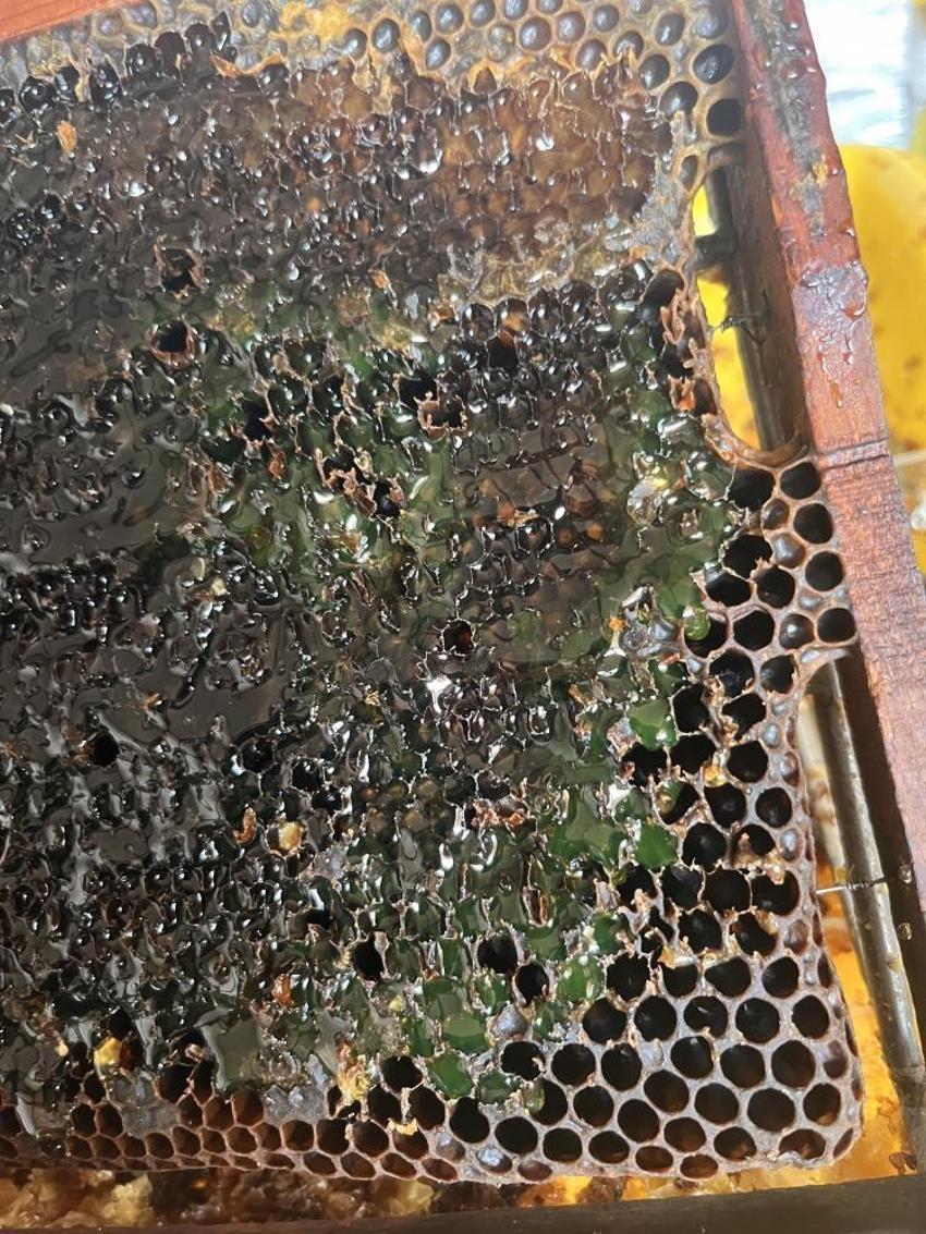 Eskişehirli arıcı kovanı açınca şaşkına döndü! Balın rengi görenleri hayrete düşürdü