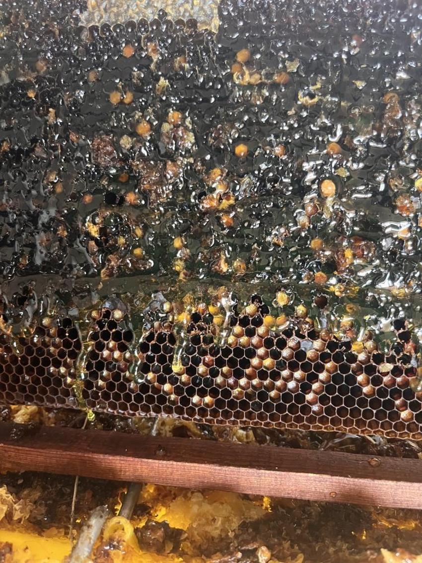 Eskişehirli arıcı kovanı açınca şaşkına döndü! Balın rengi görenleri hayrete düşürdü