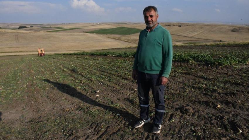 Yağmur yaradı, ürün coştu! Tarlada söküm başladı ama fiyat henüz belli değil