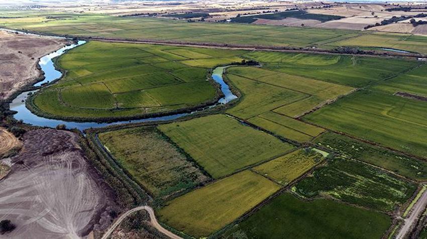 Edirne'de 2 yıllık kuraklığın ardından yüzler güldü! Verim 1 tona yaklaştı ama çiftçi dertli: 'Zararına üretmek istemiyoruz'