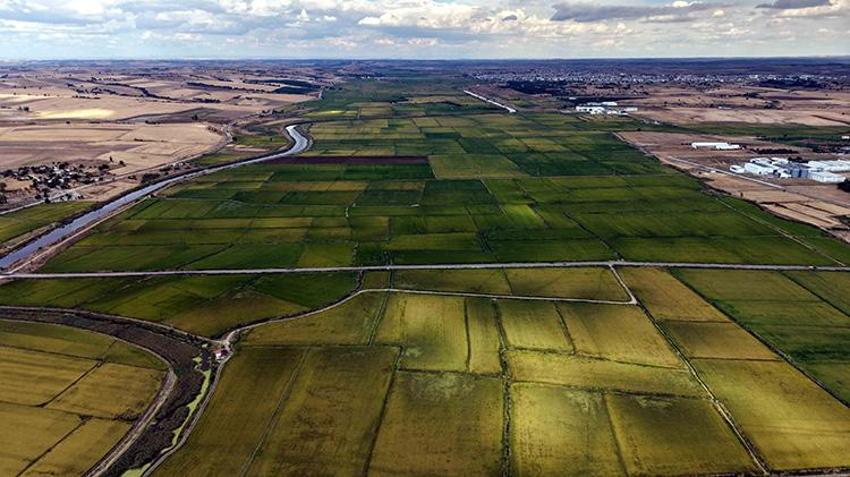 Edirne'de 2 yıllık kuraklığın ardından yüzler güldü! Verim 1 tona yaklaştı ama çiftçi dertli: 'Zararına üretmek istemiyoruz'