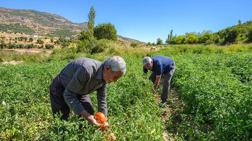 Diyarbakır'da altın gibi saklanıyor! Dağlardan gelen soğuk kaynak sularıyla beslenmesi gerek