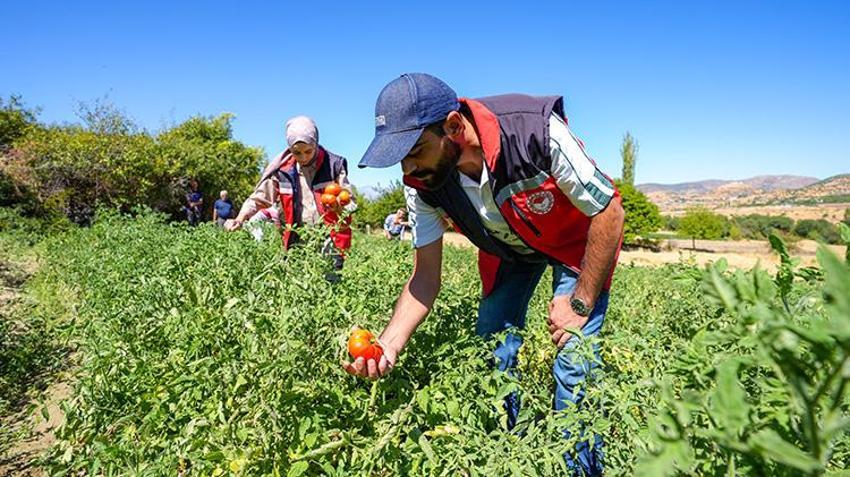 Diyarbakır'da altın gibi saklanıyor! Dağlardan gelen soğuk kaynak sularıyla beslenmesi gerek