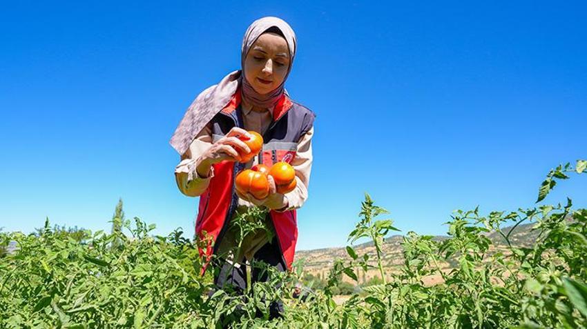 Diyarbakır'da altın gibi saklanıyor! Dağlardan gelen soğuk kaynak sularıyla beslenmesi gerek