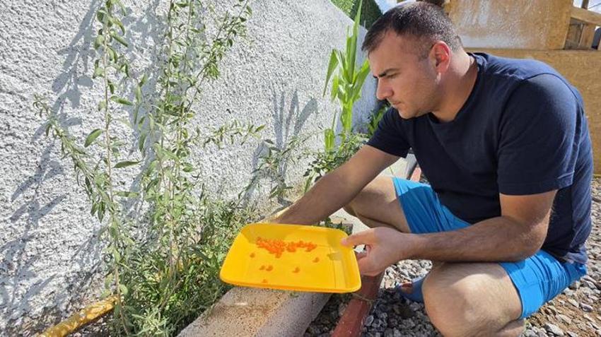 Uzak Doğu'nun şifa kaynağı, Bitlis'in bereketli topraklarında hayat buldu: İlk yıldan dallar meyveyle doldu!