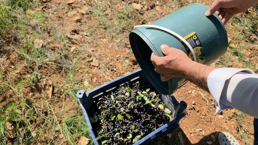 Hatay'ın alternatifi değişti: 5 yıl bekletti ancak kilosu 200 liraya satılıyor